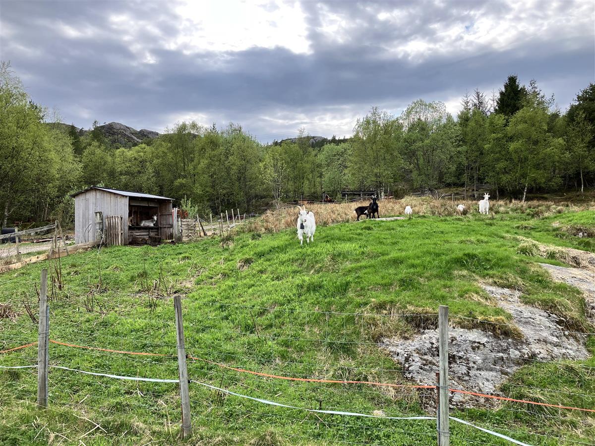 Geiter. - Klikk for stort bilete